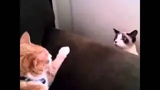 ИККИ МУШУК БЕРКИНМАЧОҚ ЎЙНАШМОҚДА ))