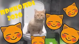 🔥🔥🔥 ЛУЧШИЕ ПРИКОЛЫ | СМЕШНЫЕ ВИДЕО 🔥🔥🔥