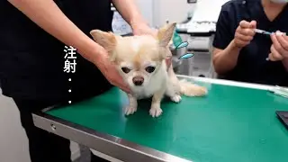 顔に出やすいチワワが注射を見るとこうなりました