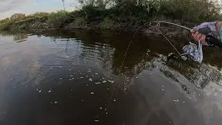 Spinning from a boat on Pripyat. Pike perch, catfish and pike. September 2025