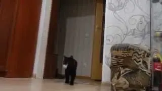 funny cat