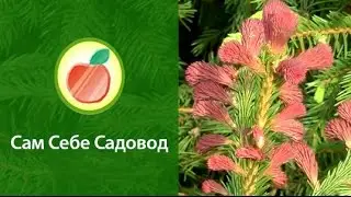 Ель Rubra Spicata