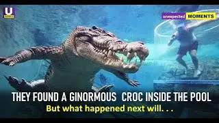 Rare Footage: Ginormous Croc Found Inside A Pool. What happened Next will. 😱😱