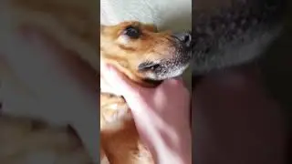 sneeze