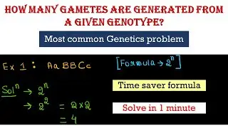 How many gametes are generated from a given genotype ?