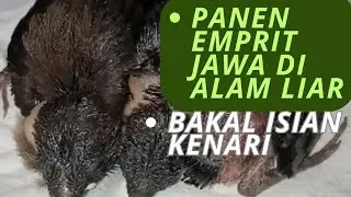 part 2 🕊️tips!! mencari   sarang burung burung emprit haji,emprit gacor,pipit,bakal kenari dikota