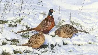 Air Rifle Hunting, Pheasant Bonanza