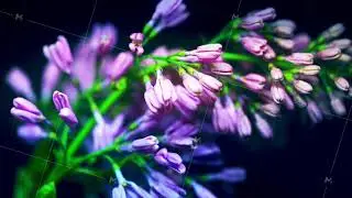 lilac flower bloming time lapse, opening its blossom, violet on black background