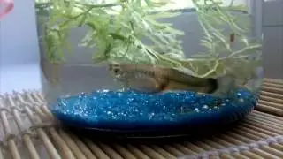 Рыбки. Самка гуппи рожает мальков. The female guppy gives birth to fry