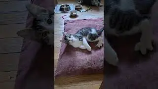 catnio