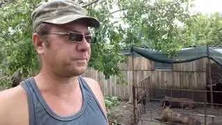 СВИНОМАТКИ В ЖАРУ очень любят купаться под душем.Цыплятам ЛОМАН БРАУН один месяц.