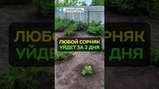 Как избавиться от сорняков за 2 дня? 