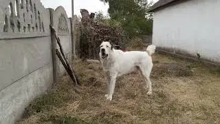 05.09.24 алабай Булат в деревне