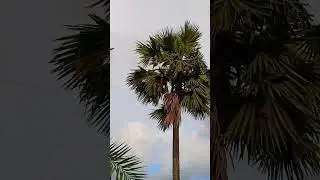 বাবুই পাখির সাজানো বাসা #shortsvideo #love #travel
