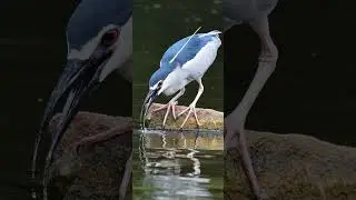 amazing bird on the earth unbilievable bird behavior 37