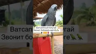 #попугайчик