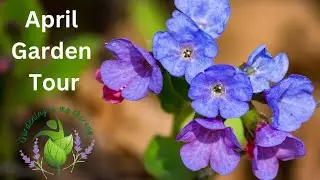 How my flowers and vegetables are doing | First Garden Tour of the season