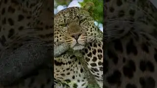 Leopard's Cozy Hideaway Revealed