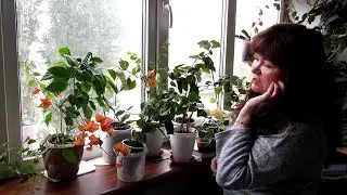 МОИ  БУГЕНВИЛЛЕИ на балконе.