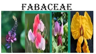 FABACEAE
