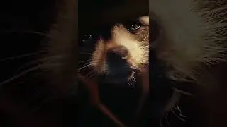 SAD Rocket Raccoon 😞