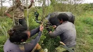 Kerbau ganas siap di pasang Eartag#kerbauliar#pawangkerbau
