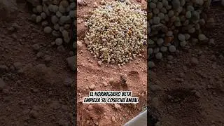 Hormiguero cosechadoras