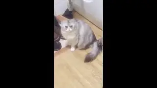혼나는 뿌꾸 애교폭발 ㅠㅠ