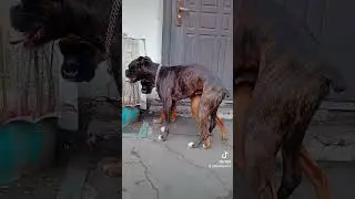 вязка/ух уж та Лябофь/knitting / wow that Lyabof /