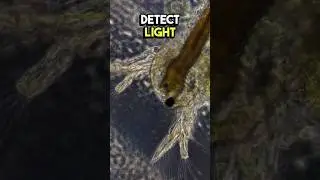 Sea Monkey Under Microscope! #microscope #microscopy #science