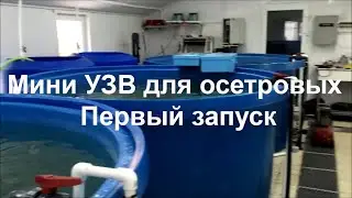 Мини УЗВ для осетровых. Первый запуск.