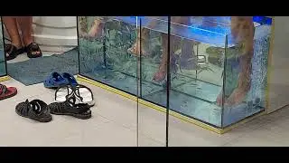 Сочи  миниатюрные черепашки. и FISH пилинг.