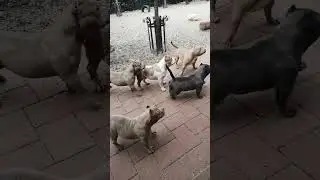 This is bigdogs România KENNEL. juniors american bully pocket
