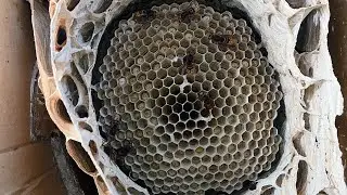 Гнездо Шершней на Балконе , 31 Октября 2023 г