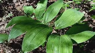 Good Plants: false Solomon's seal - Always Ants
