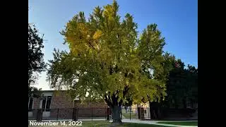 Turlock High Ginkgo Leaf Color Transition Timeplapse 2022