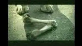Dogs Emotion