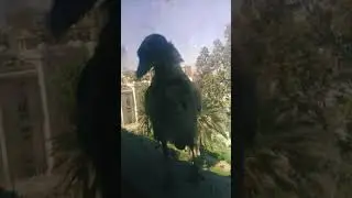 الغراب شال الحجر من على حرف السور عشان ميقعش على حد يعورن