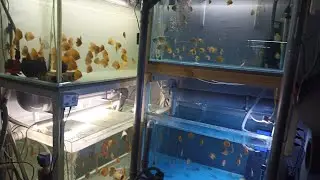 малыши дискусов.