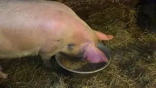 Про свиней...