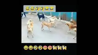 Katya vs sunny deol | comedy video