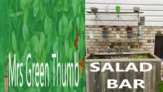 SALAD BAR