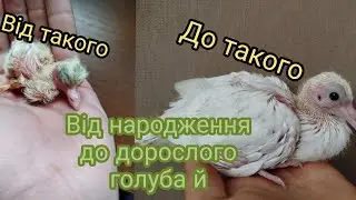 як викормити голуб'я з першого дня? Чим та як?