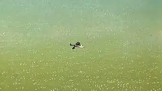Ну погоди 6 серия