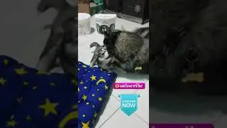 my husky puppy biting each other 