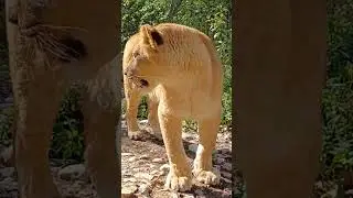 Прекрасная львица Афина в Подмосковном сафари-парке #сафарипарк #zoo #забавныеживотные #лев #львица