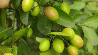 करौन्दा