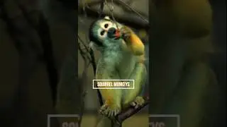 Monyet Imut | Squirrel Monkeys #shorts