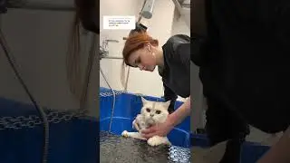 #кот
