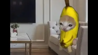 Happy Cat Tiktok Compilation #8